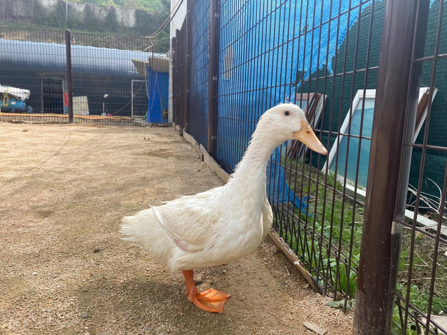 한국야생동물보호협회_441393202400796