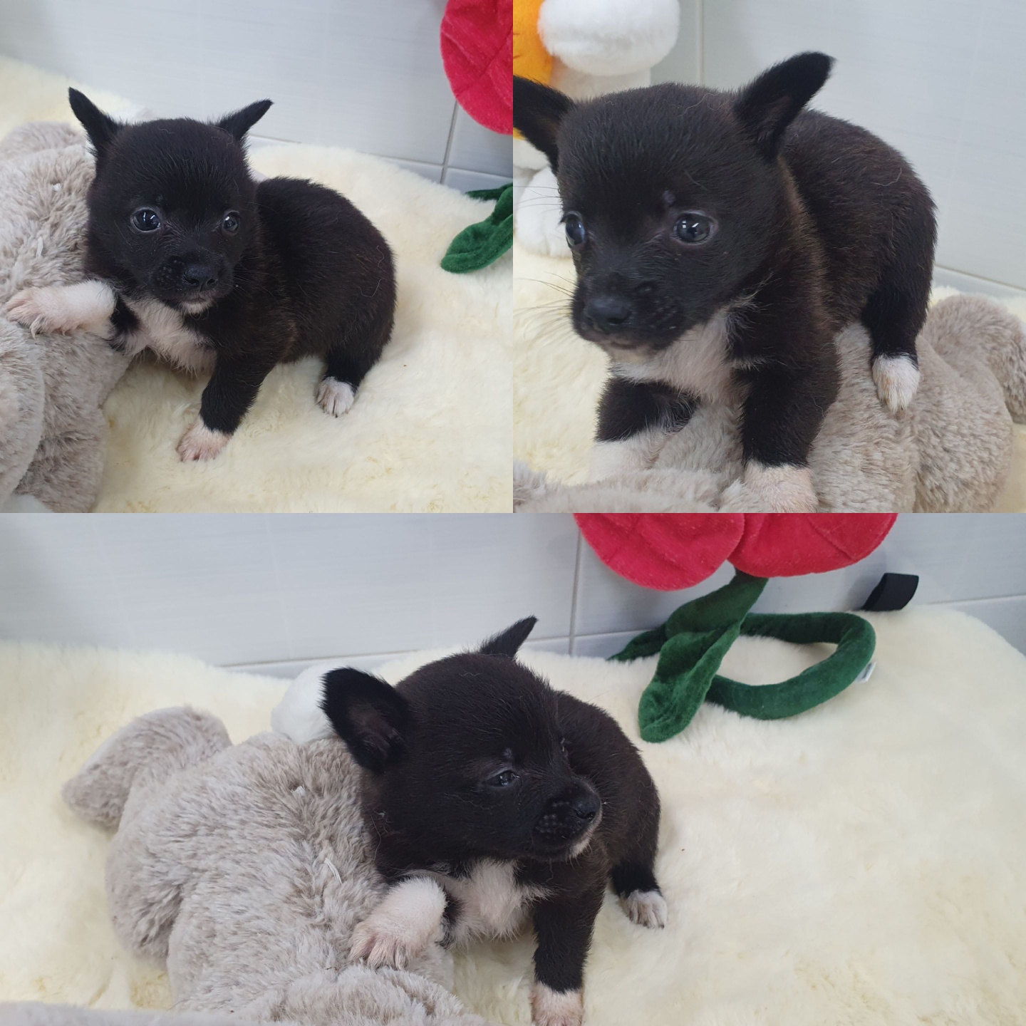 경주동물사랑보호센터_447505202400322