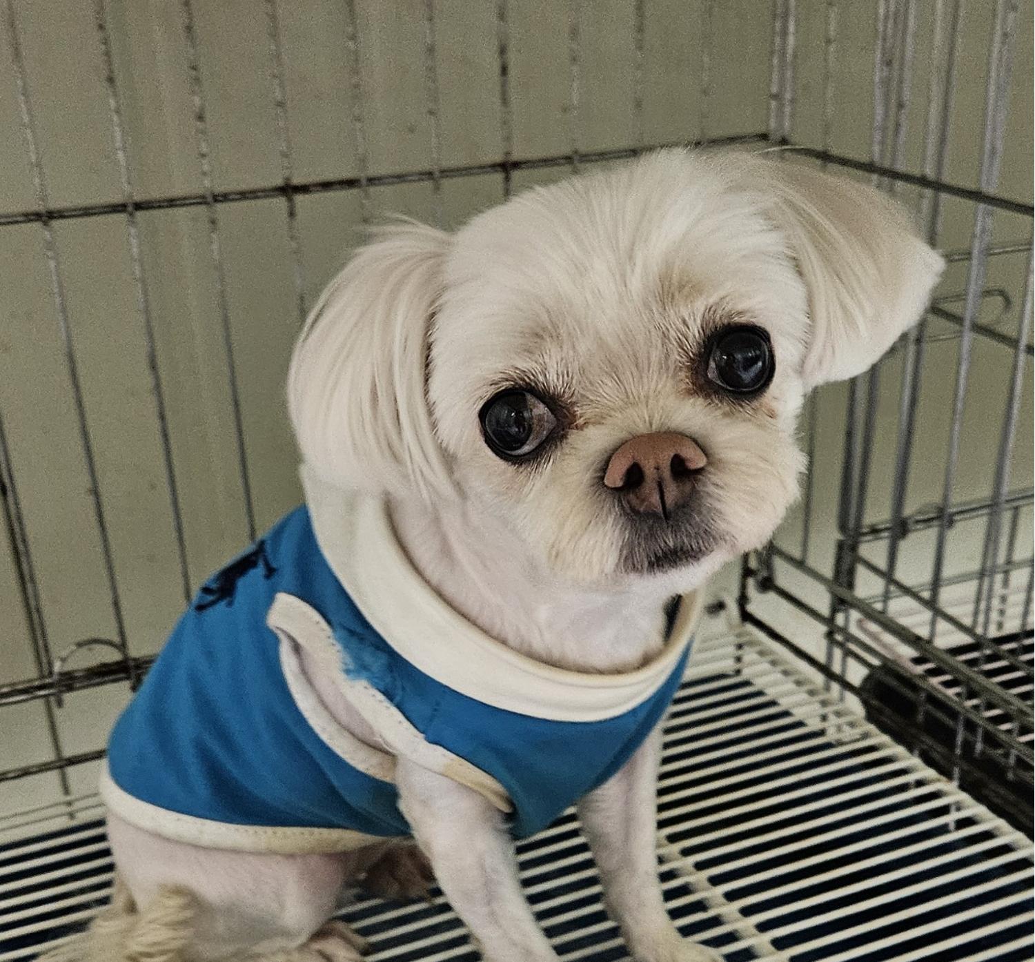 대구유기동물보호협회_427344202400119