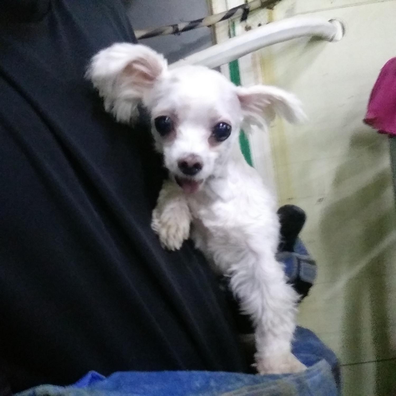 인천광역시수의사회_428351202400233