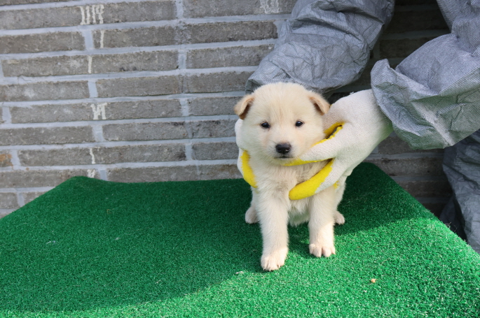 제주 동물보호센터_450650202401153