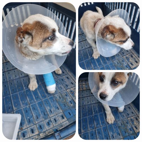 부안군 동물보호센터_445479202400228