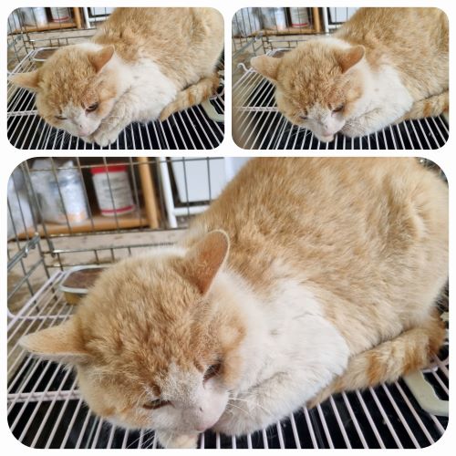 부안군 동물보호센터_445479202400230