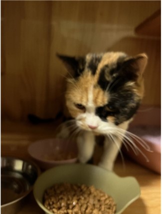 대전동물보호센터_430366202400151