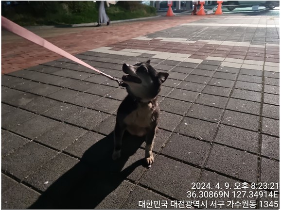 대전동물보호센터_430366202400144