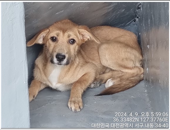 대전동물보호센터_430366202400143