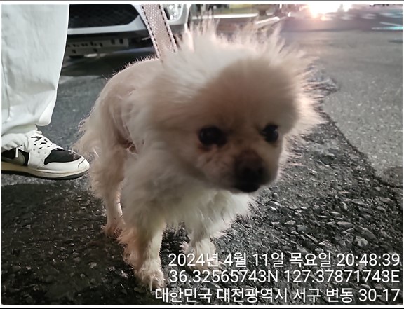 보호중 포메라니안의…