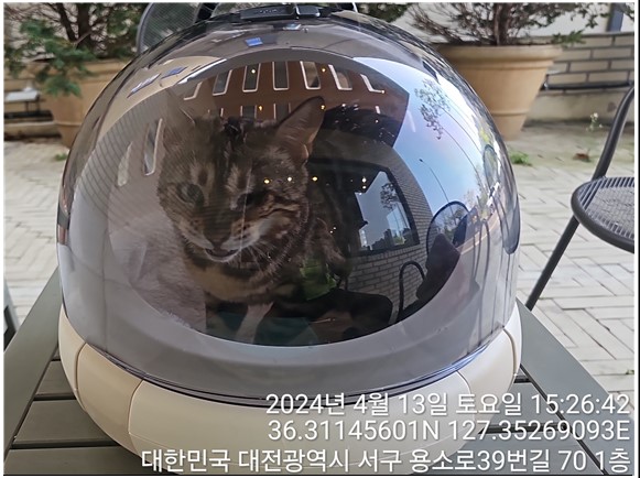 종료(입양) 아메리…