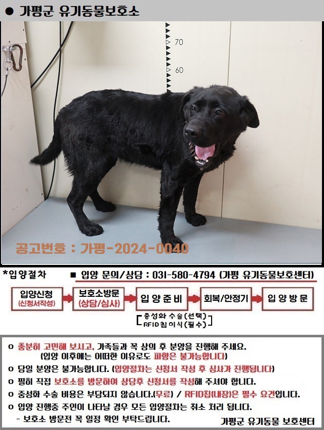 보호중 라브라도 리…