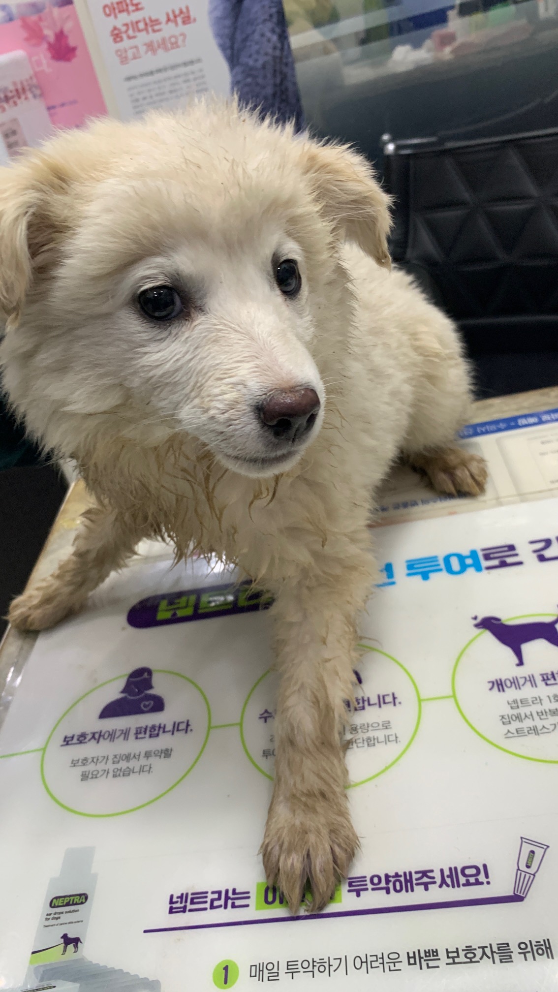 늘푸른동물병원_428354202400247