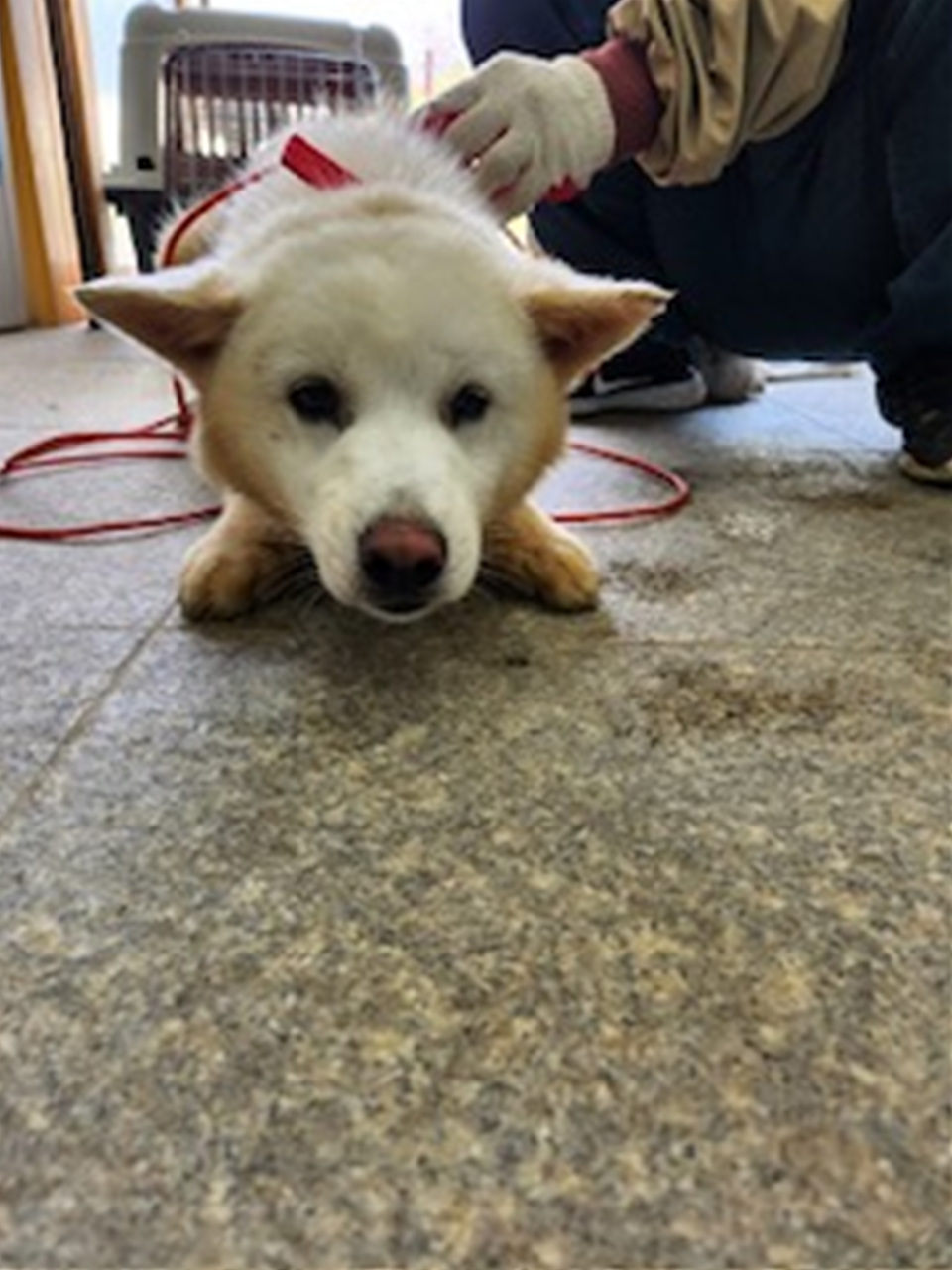 시흥동물누리보호센터_441401202400466