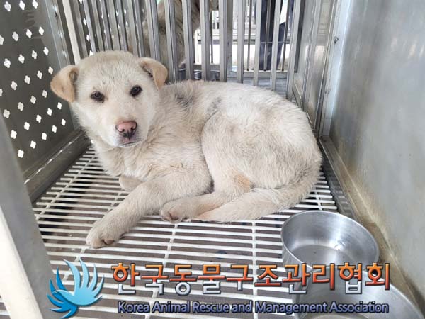 종료(안락사) 믹스…