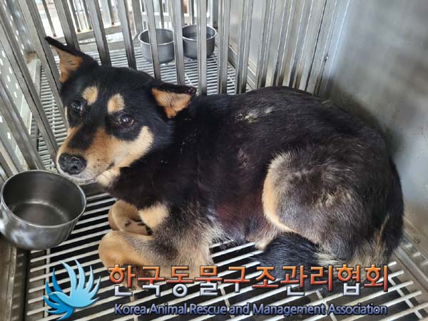 한국동물구조관리협회_441392202400081