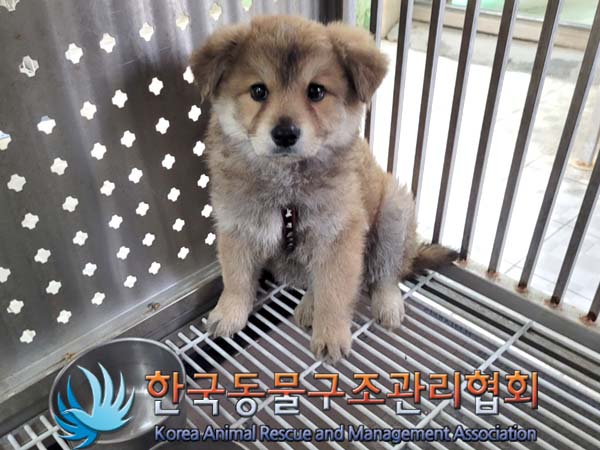 한국동물구조관리협회_411311202400255