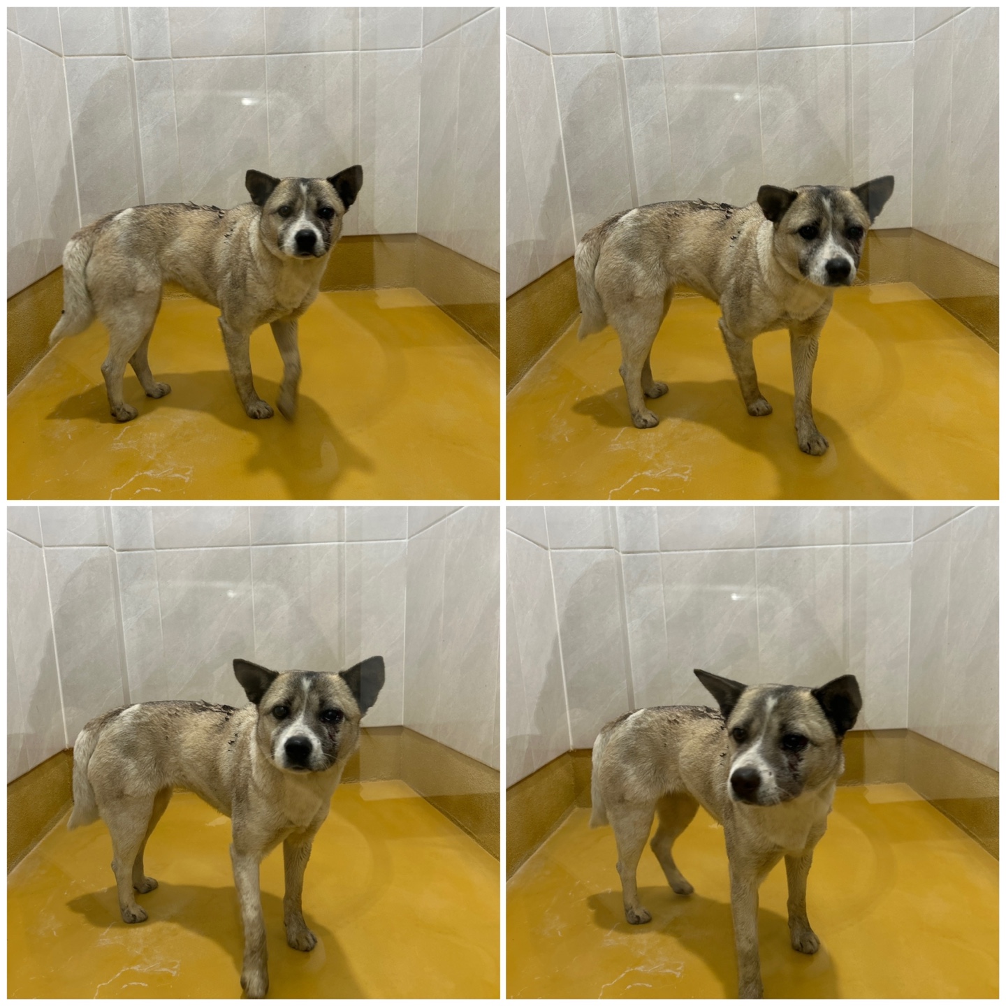 천안시 동물보호센터_444449202400731