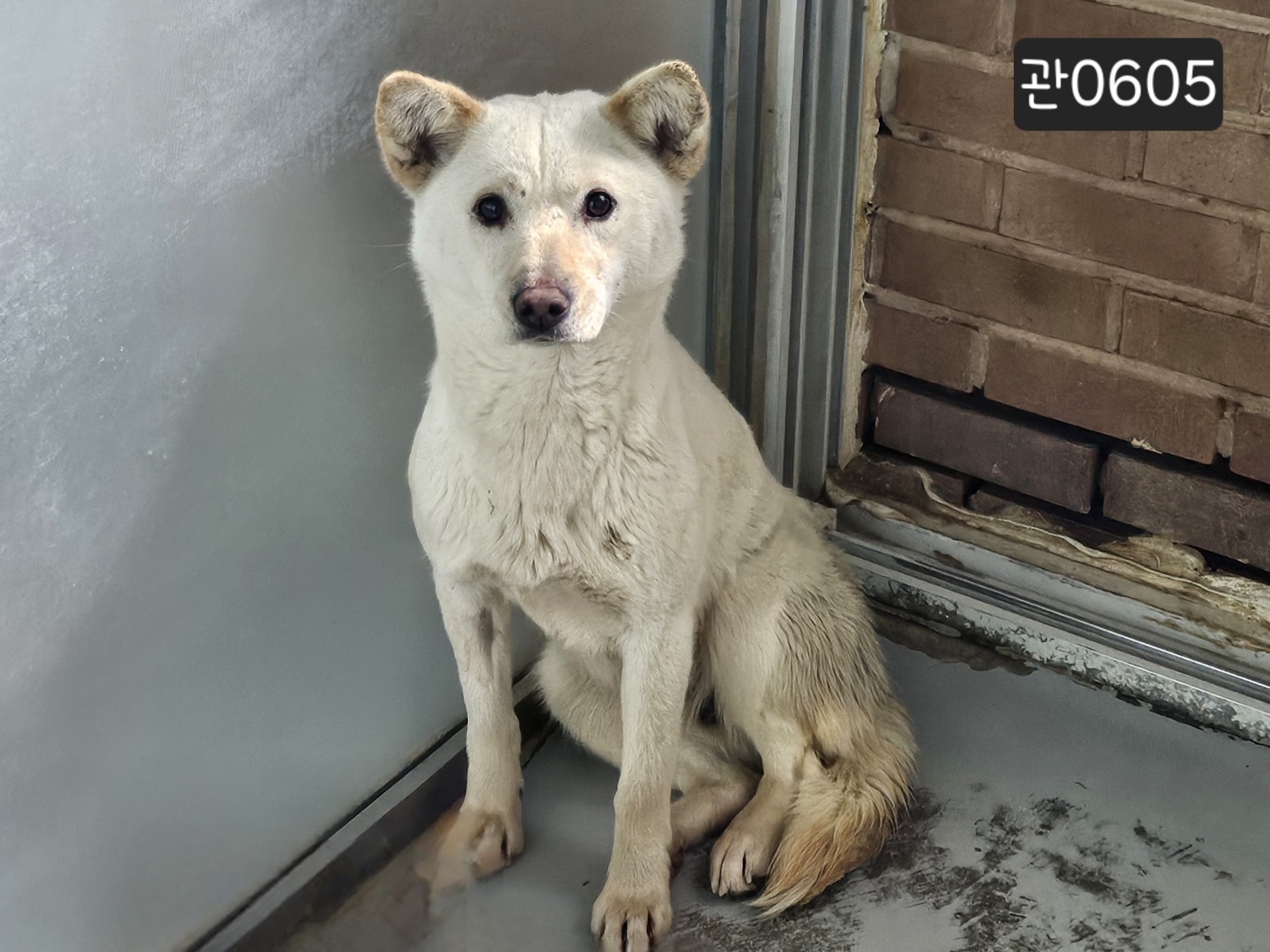 고양시동물보호센터_441394202400605