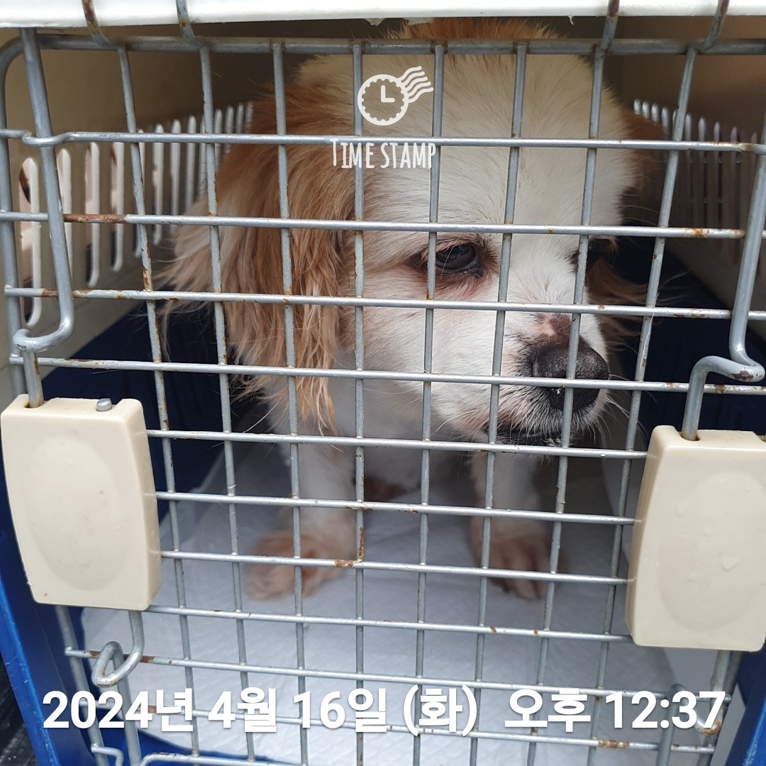 종료(반환) 믹스견…