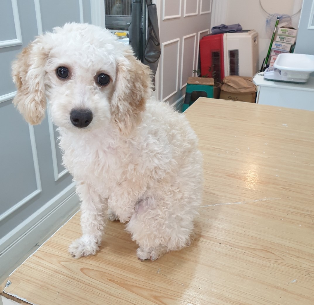옥천동물병원_443443202400376