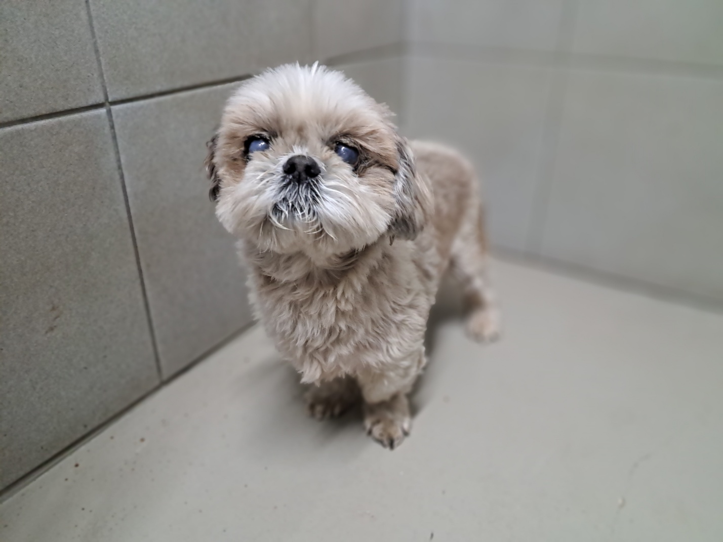 영양군유기동물보호소_447517202400015