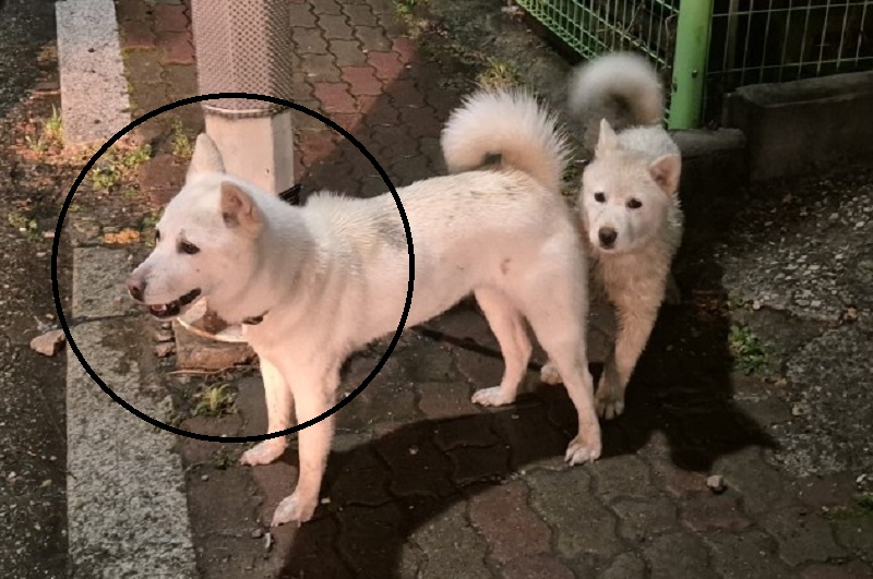 마산유기동물보호소_448528202400619
