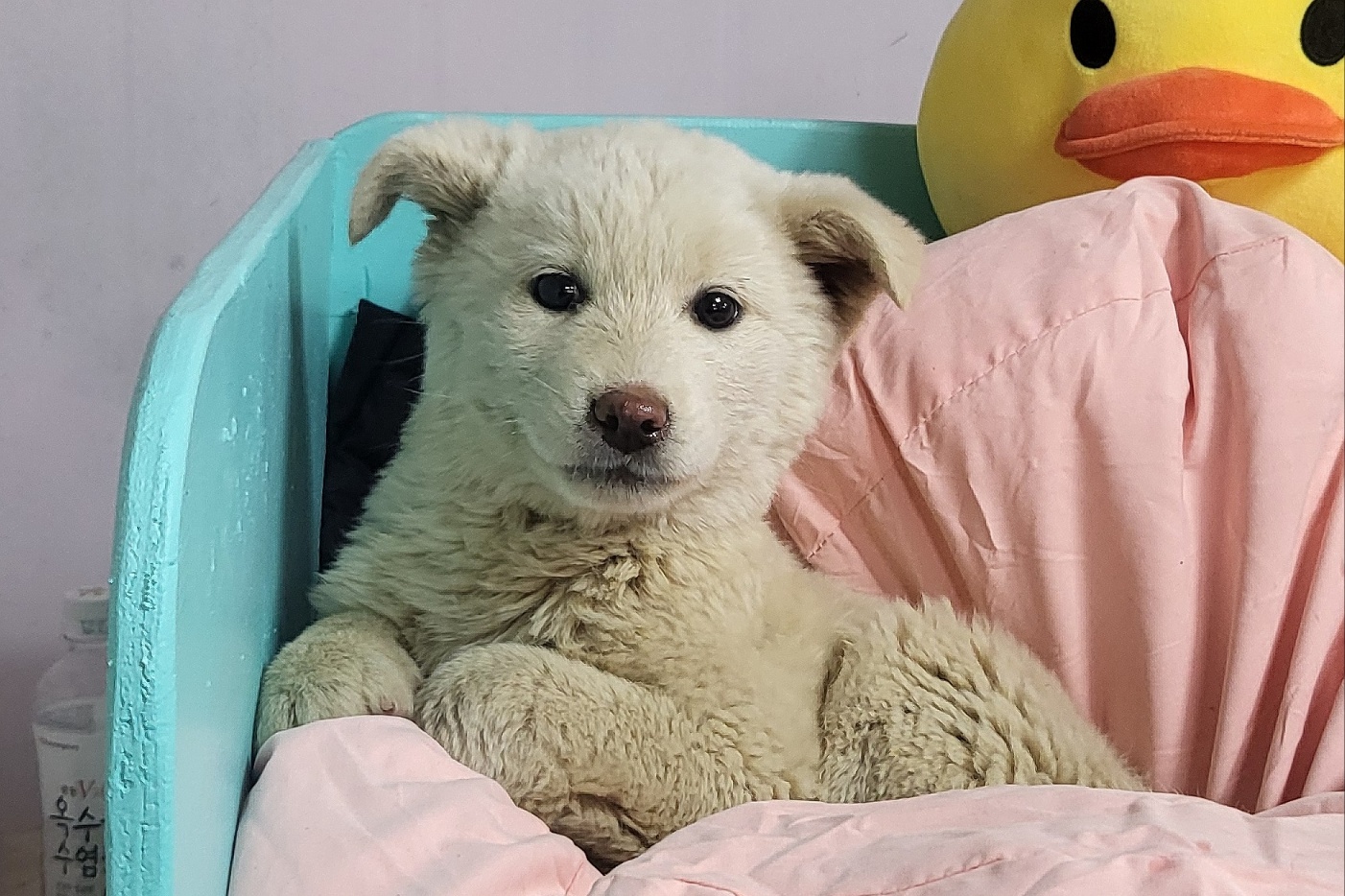 밀양시 동물보호센터_448536202400723