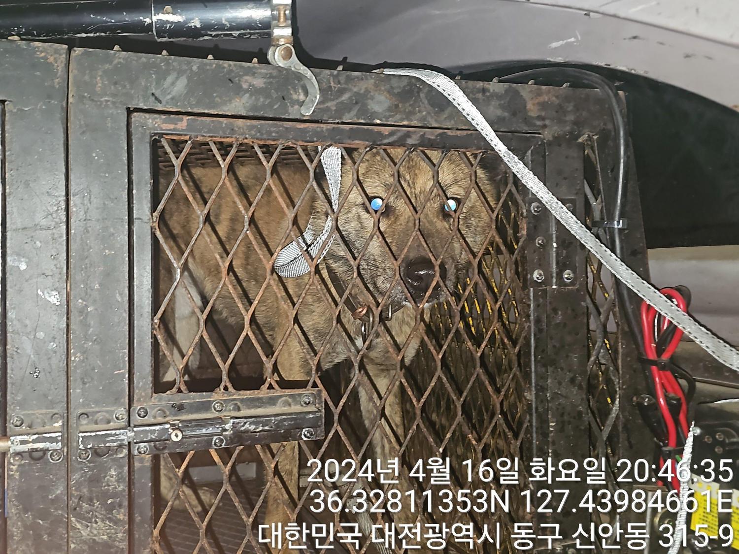 대전동물보호센터_430364202400095