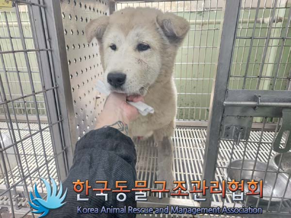 한국동물구조관리협회_441414202400238