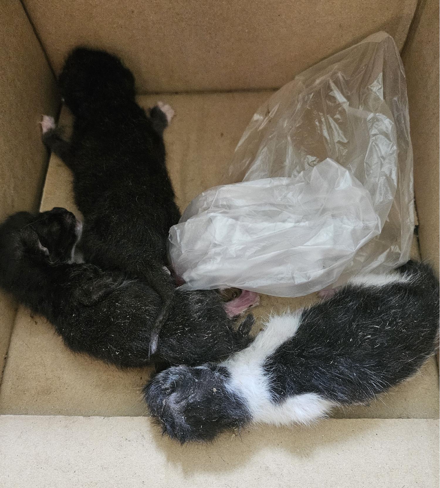 대구유기동물보호협회_427347202400288