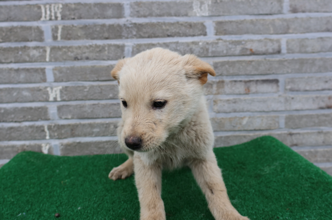 제주 동물보호센터_450650202401175
