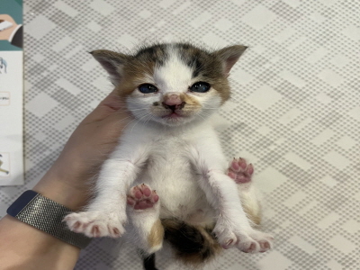 (사)동부동물보호협회_426331202400055
