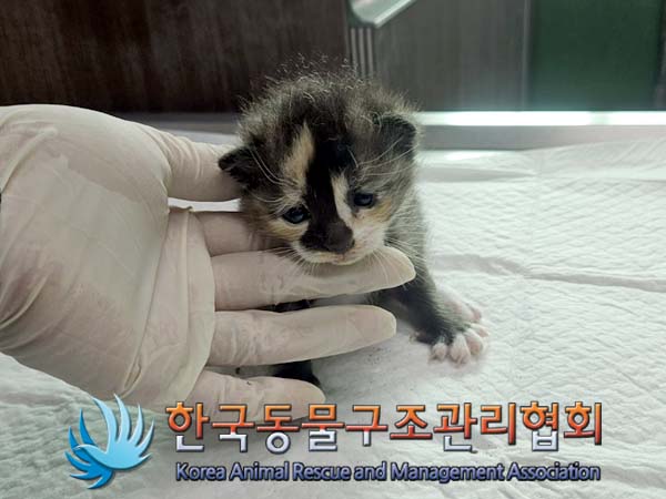 한국동물구조관리협회_411300202400139