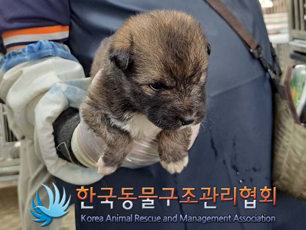 한국동물구조관리협회_411300202400137