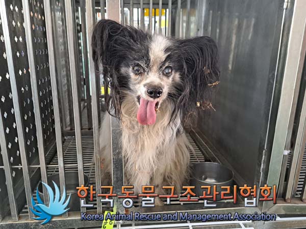 종료(안락사) 빠삐…