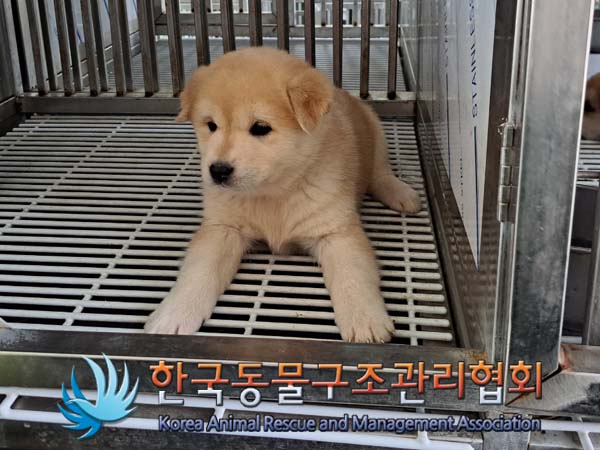 한국동물구조관리협회_441559202400381