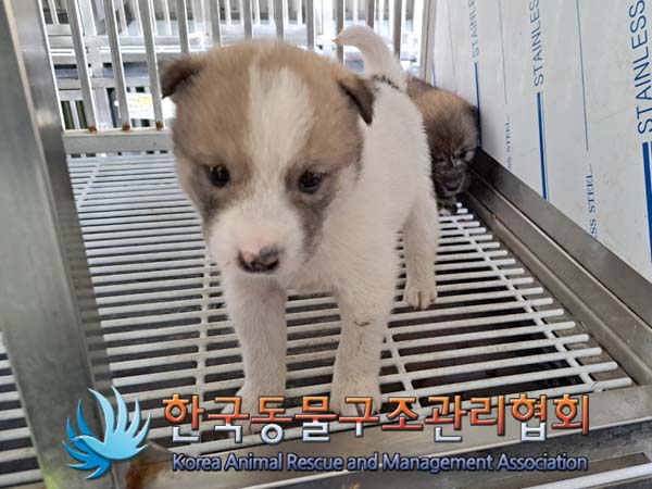 한국동물구조관리협회_411300202400135