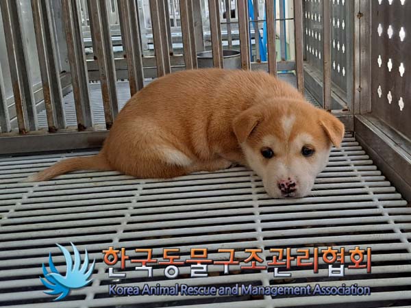 한국동물구조관리협회_441559202400384
