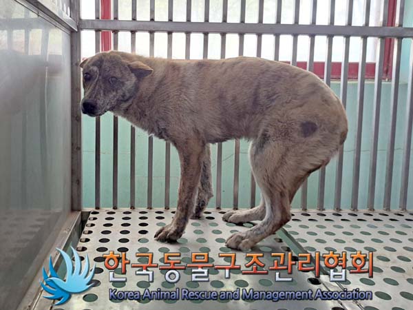 한국동물구조관리협회_441392202400082