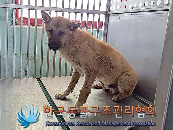 한국동물구조관리협회_441414202400239