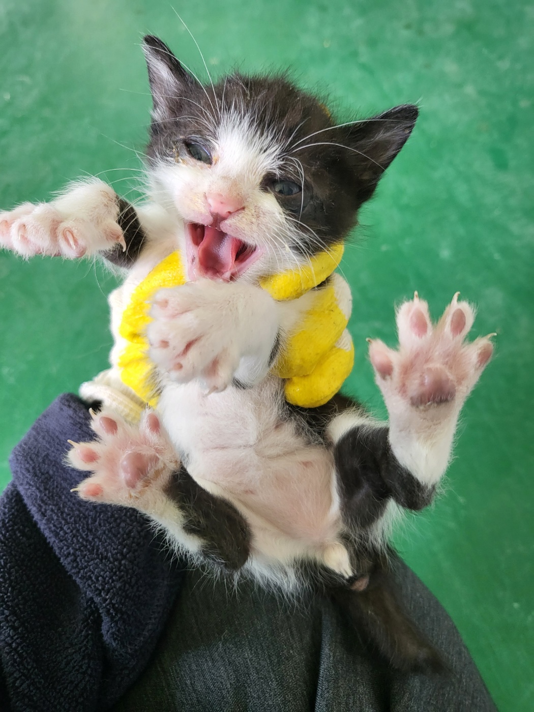 거창유기동물보호센터_448547202400499