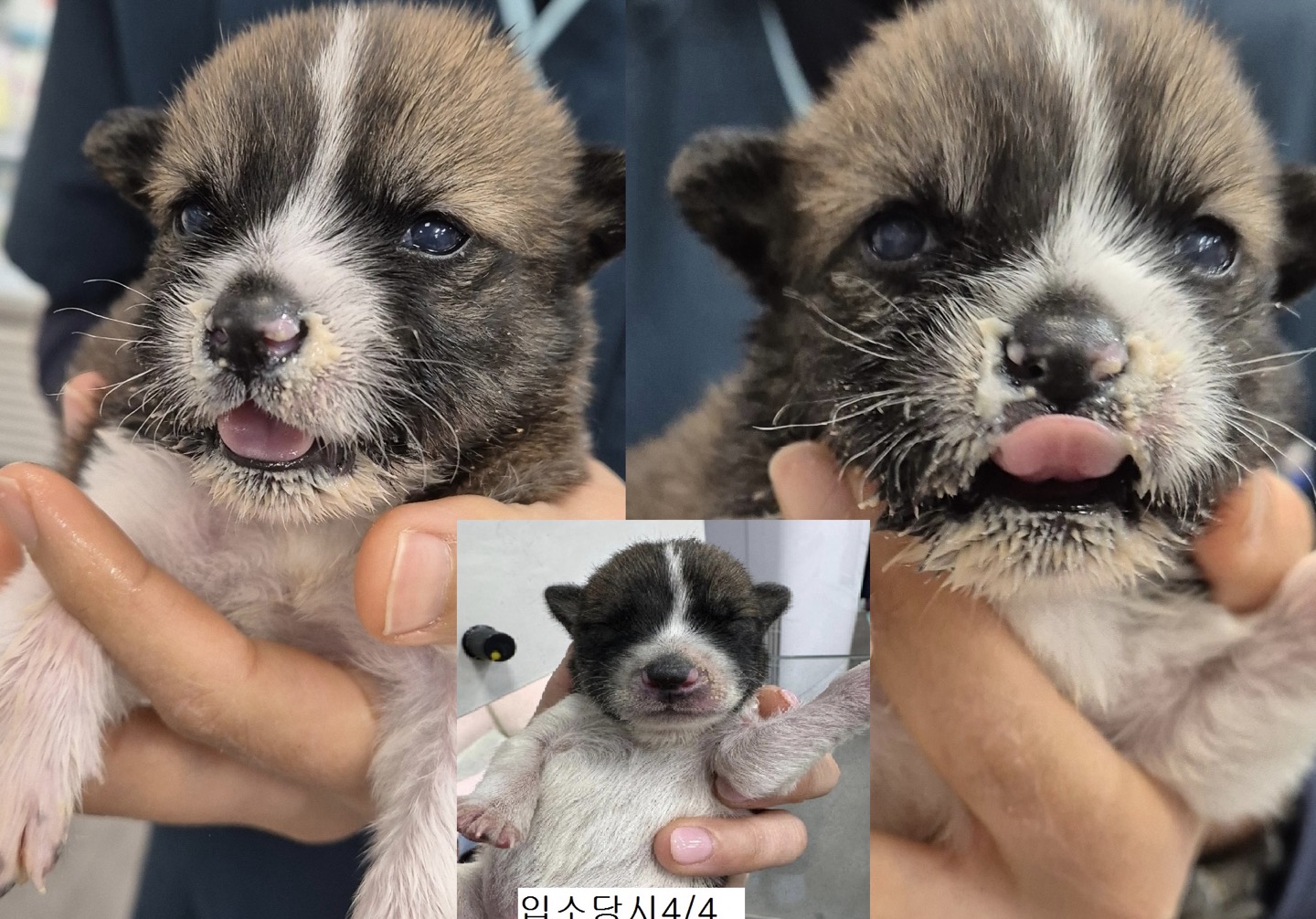 24시아이동물메디컬_441386202400257
