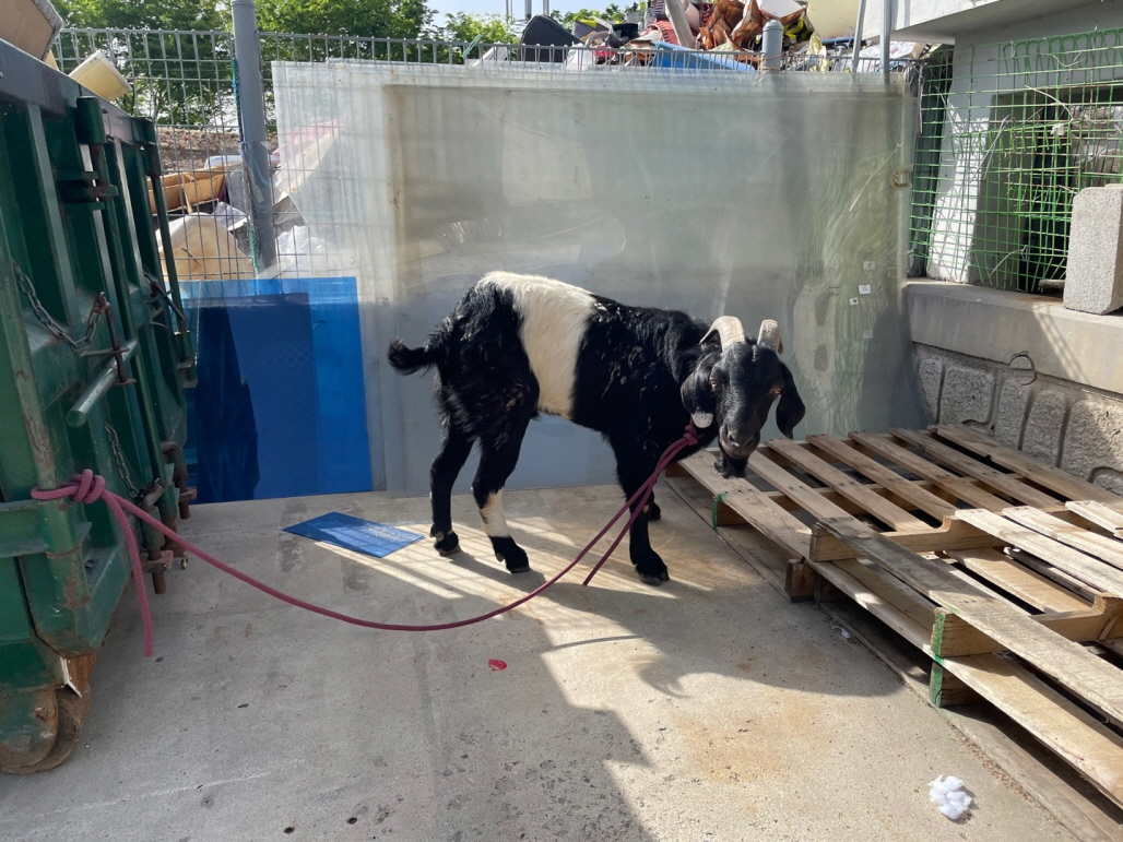 광주 동물보호소_429360202400223