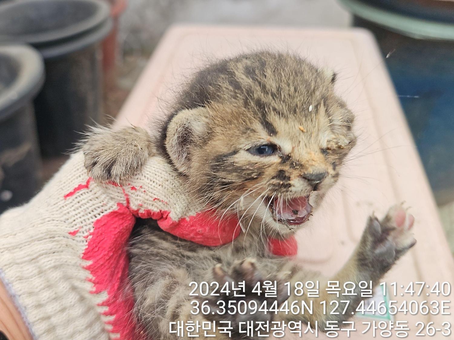 대전동물보호센터_430364202400102
