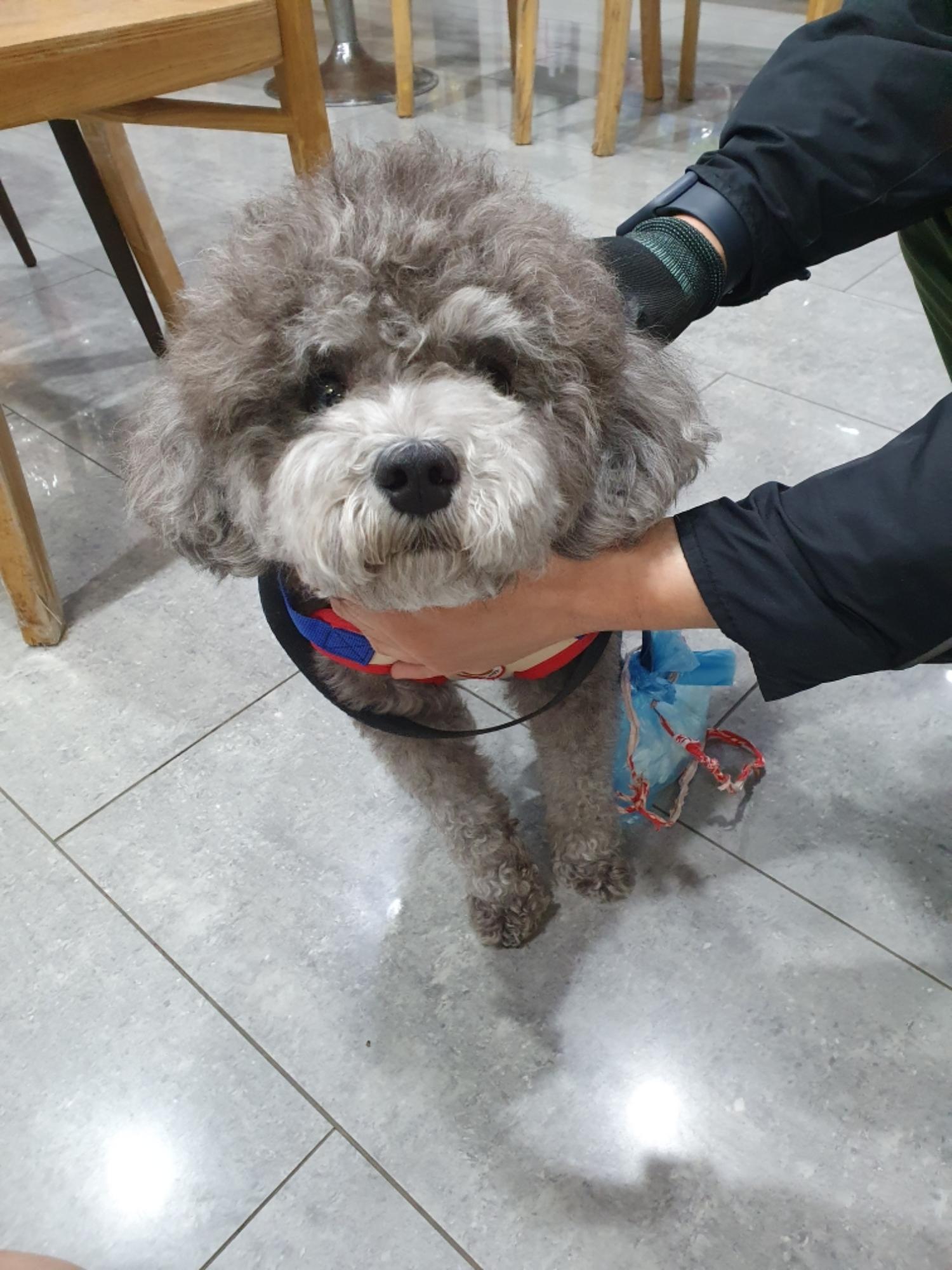 펫앤쉘터동물병원_441378202400326