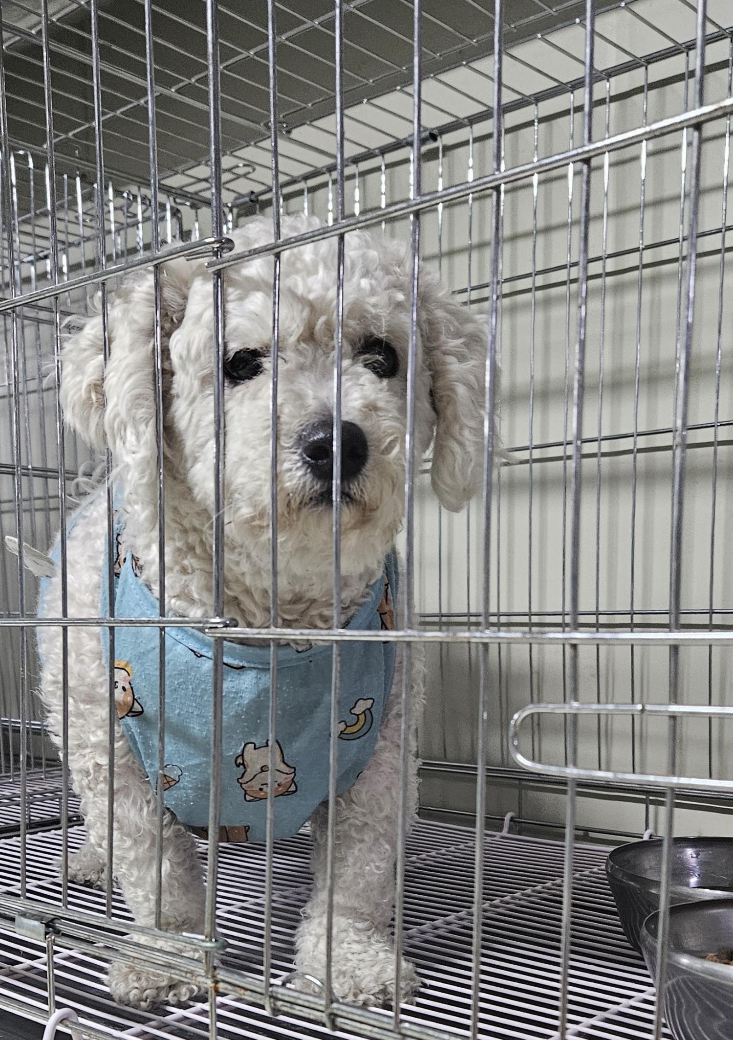대구유기동물보호센터_427342202400355