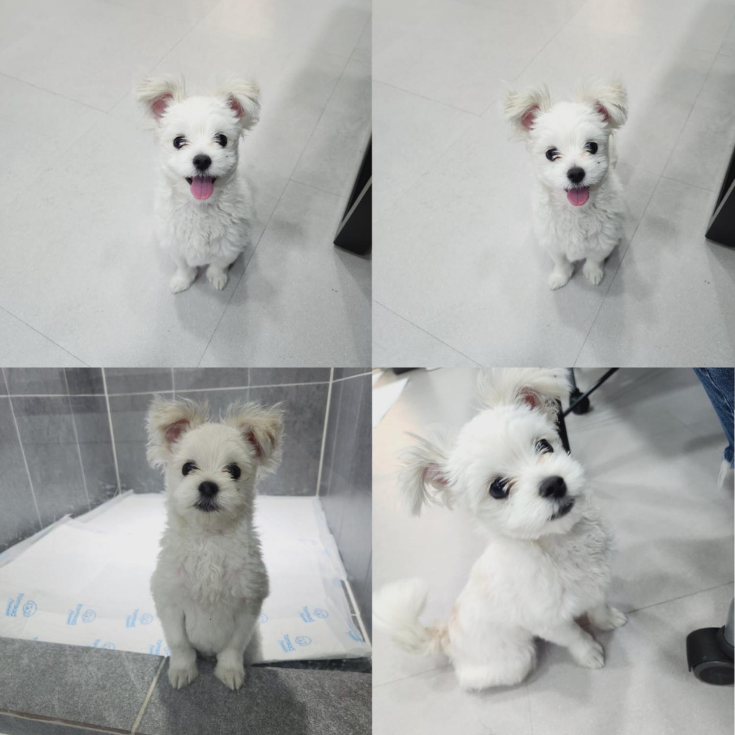 반려동물 입양센터_447508202400635