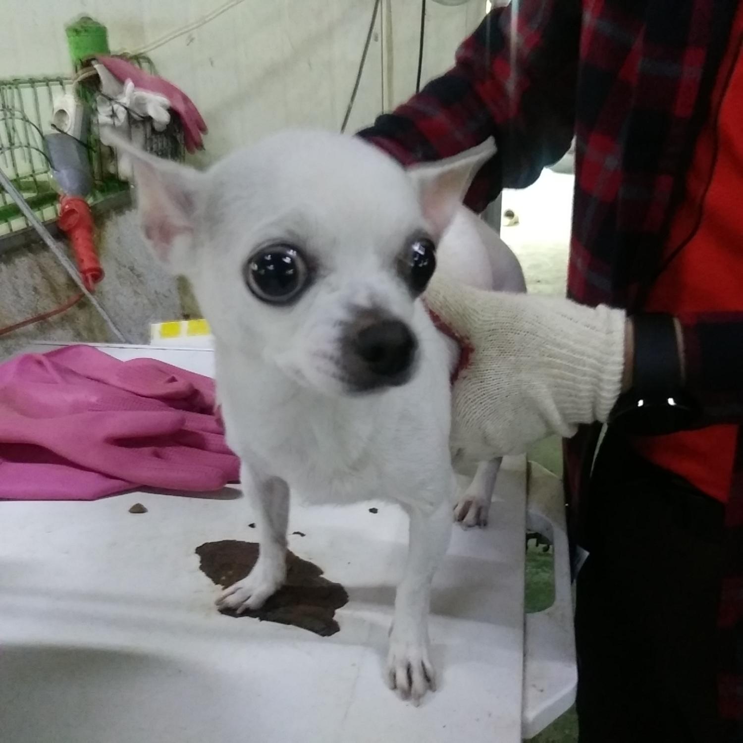 종료(반환) 치와와…