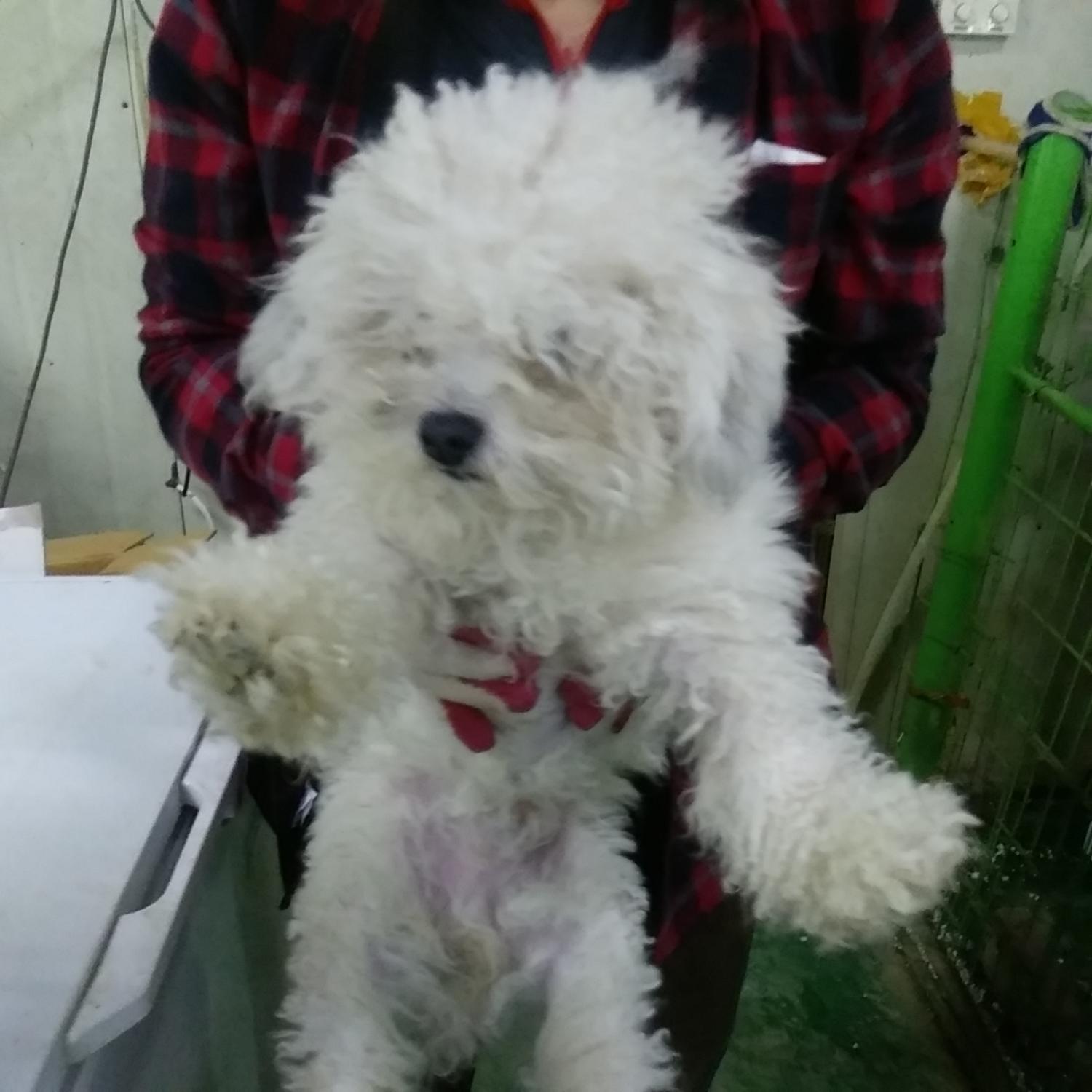 인천광역시수의사회_428351202400241