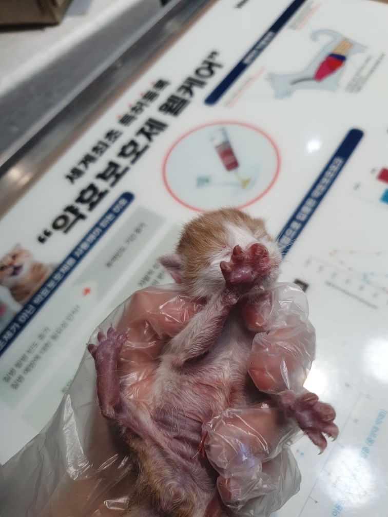 펫앤쉘터동물병원_441378202400331