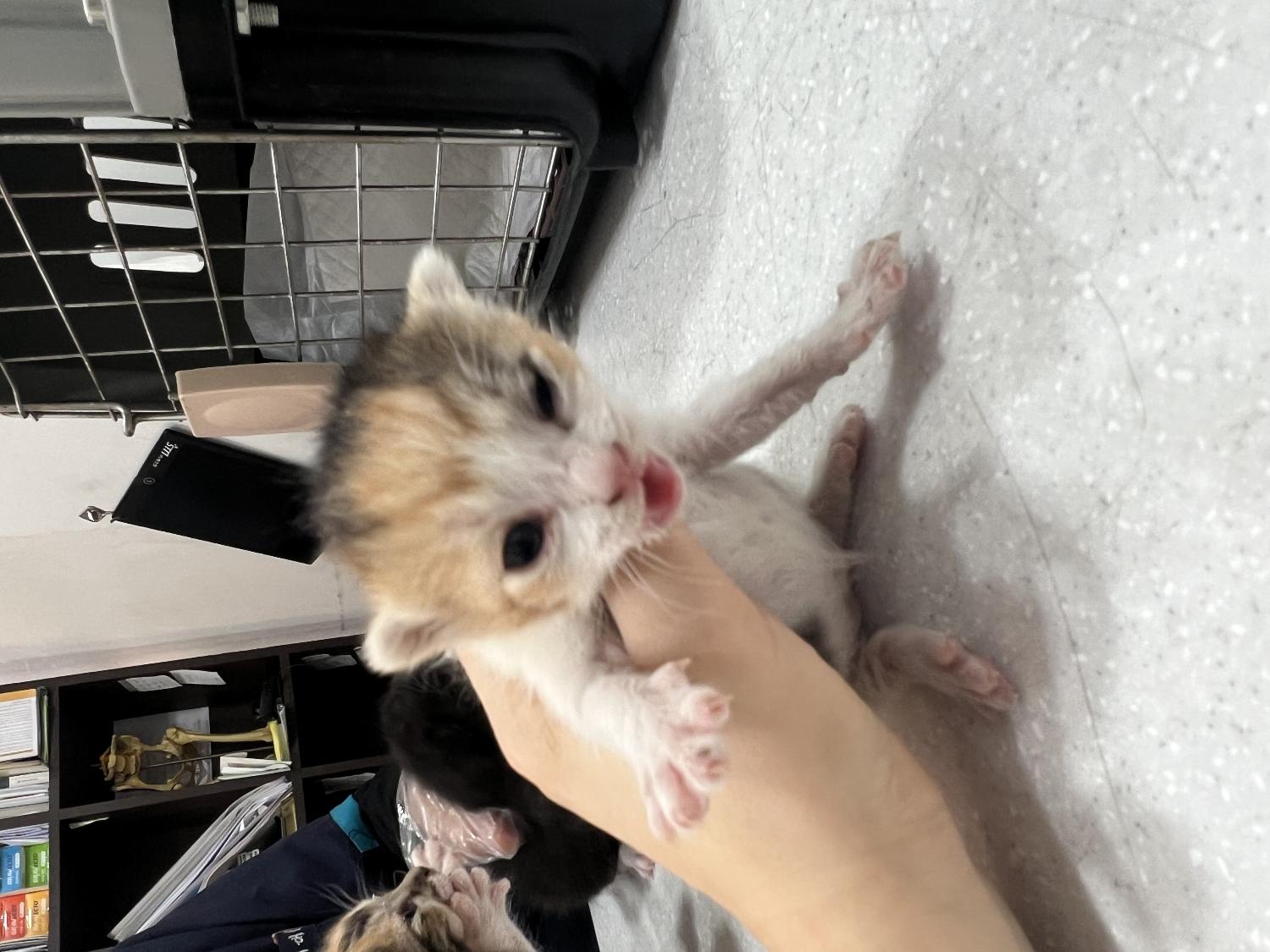 홍익동물병원_411313202400154