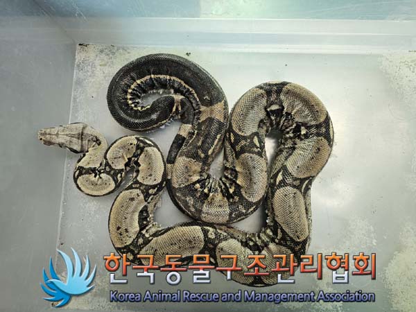 보호중 뱀의 가족 …